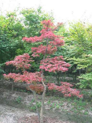 电商平台项目展示